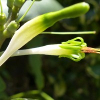 Dendrophthoe falcata (L.f.) Ettingsh.